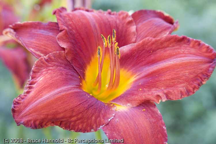 RED DAYLILY